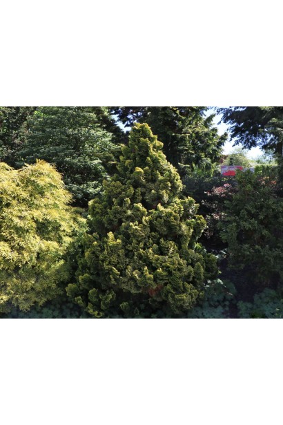 Ландшафтная композиция с кипарисовым тупиком Avrora.